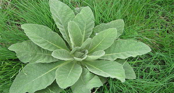 mullein