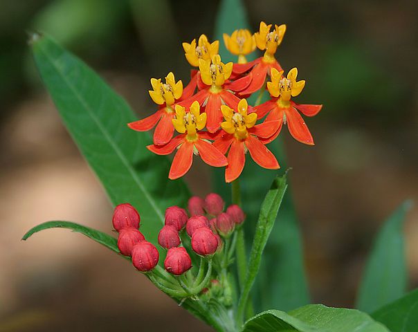 604px-Asclepias_curassavica_Mexican_Butterfly_Weed_W_IMG_1570[1]