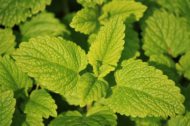 lemon-balm-785195_640[1]