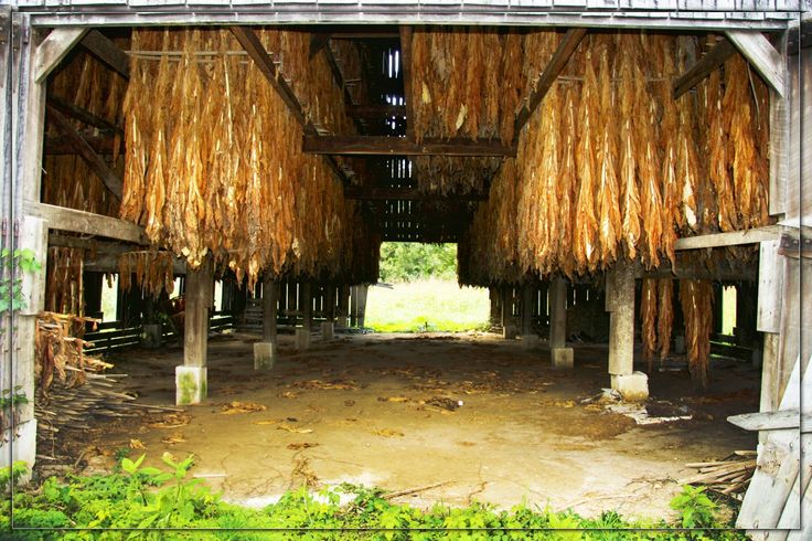 Old tobacco shed (braided corn or inverted grain bundles can be stored from racks and chains as tobacco once was)