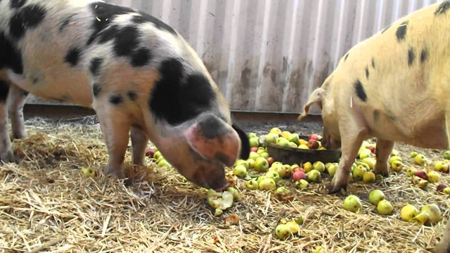 Images – Hogs on apples