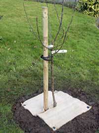 fruit-tree-planted[1]