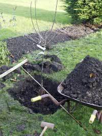 planting-fruit-tree[1]