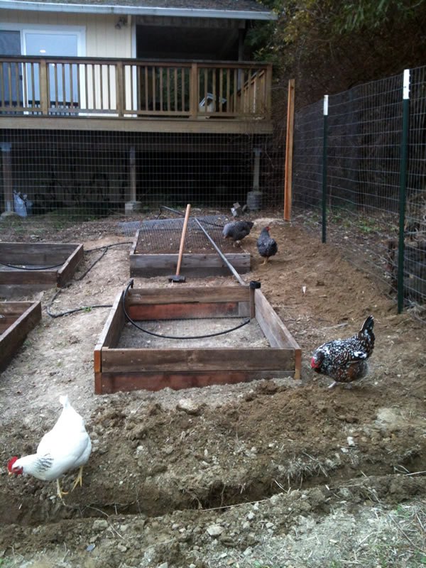 fencincg-with-chickens
