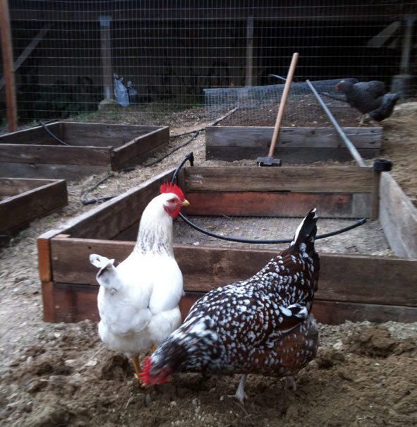 fencing-with-chickens