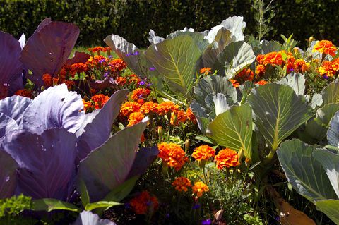 Spacing-concepts-congestion-planting-marigolds-and-cabbage-www_welldonelandscaping