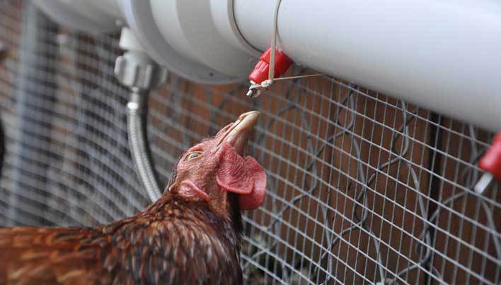 automaticchickenwaterer