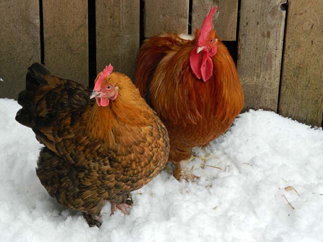 chickensinwinter