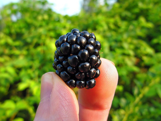 blackberry-577057_640