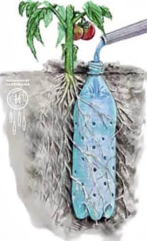 olla-drip-irrigators-easiest-way-to-do-it-plantcaretoday_com