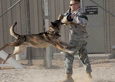 militaryprotectiondogs1