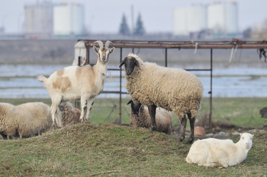 pj-sheep-and-goats