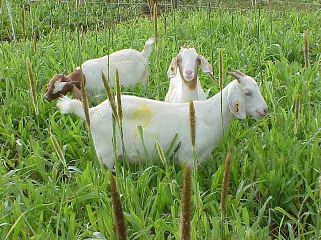 pj-goats