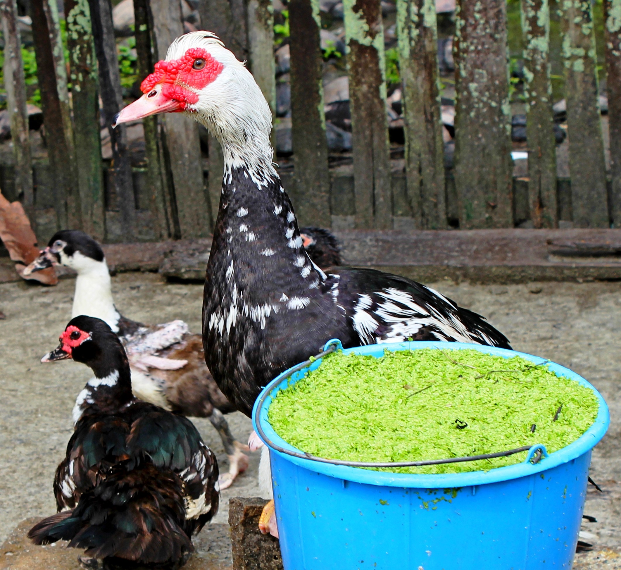 ducks-ugly-duckweed