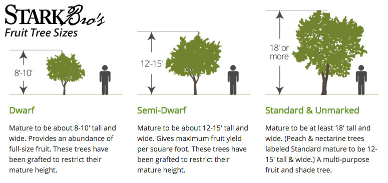 Tree Size Chart