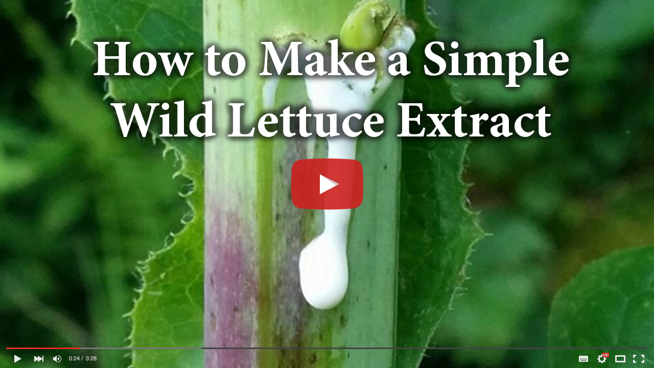 5 Reasons Why You Should Try Wild Lettuce Final Prepper