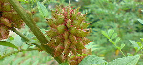 licorice root