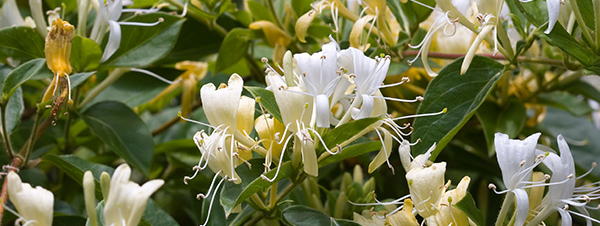 honeysuckle