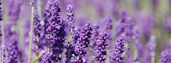 lavender