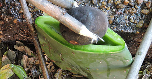 How To Cook In A Cactus Stone in Water