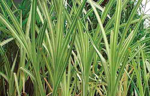 cattail leaves
