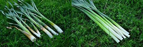 cattail shoots_stalks