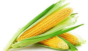 corn-survival food