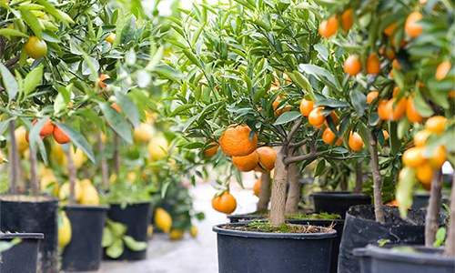 61 Fruits and Veggies You Can Grow in Buckets